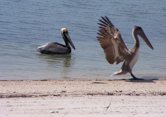 Pelicans by the shore