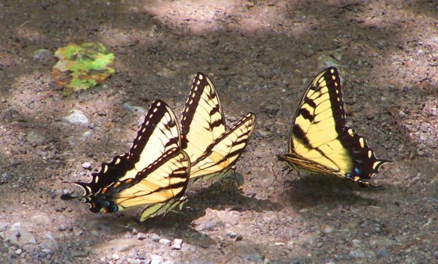 Butterflies from Elkmont area TN