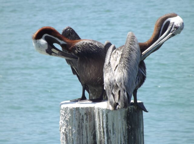 Pelicans on a post