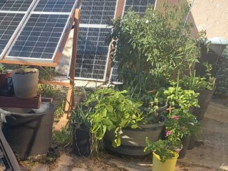 Tomatoes and solar panels