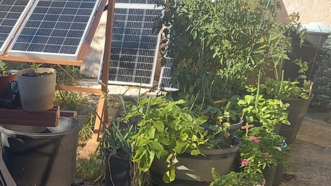 Tomatoes and solar panels