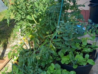 Potted plant garden