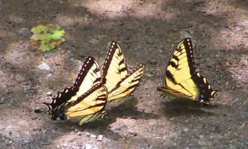 Butterflies-enhanced