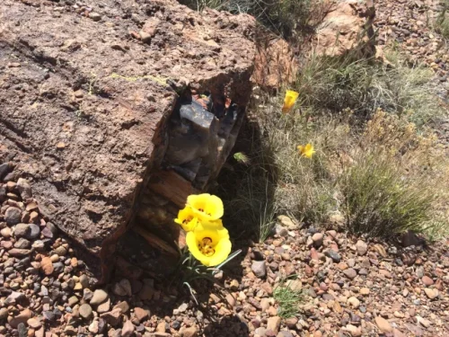 Petrified-wood-and-yellow-flower