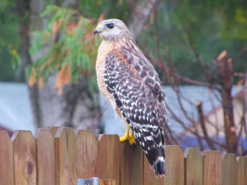 Red-Shoulder-Hawk-2012-1-1-scaled